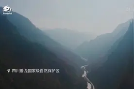 国际生物多样性日｜追熊猫的人——一眼定情 一生陪伴图片