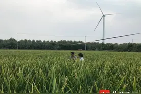 袁隆平院士的心血，在如东这片盐碱地上浇灌出丰产“海水稻”图片