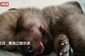 黑龙江首只全人工饲养北极狼长这样，驯养师还会拍奶嗝！网友：像小灰灰图片