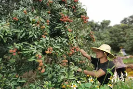 休渔不休工！300多名博贺镇渔民和码头民工变身采荔人图片