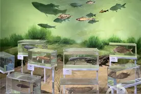 “鱤鮈鱲鯮鮍鯝鲌，鱊鲃䱻鳤鮠鮡鮀”史上最难打油诗你会读吗？图片
