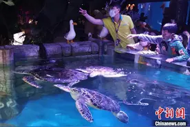 世界海龟日 南京海底世界举办“海龟生日会”寓教于乐普及海洋知识图片