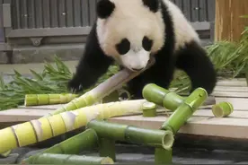 日本大熊猫幼崽“枫滨”半岁了！啃嫩竹子乖巧可爱图片
