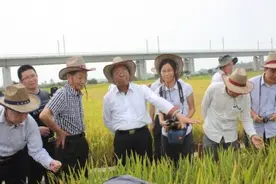 谢华安：袁隆平创造了科研史上的协作典范图片