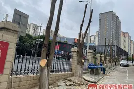 南宁一小区多棵树木被“剃光头”，部门回应：正常修剪范围图片