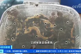 北京海关查获19只活体火蝾螈，随时会产子图片