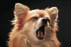 不睡午觉的人，你会后悔的图片