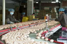 活鸡也能作抵押，45万只鸡贷了500万视频封面