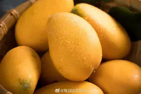 柬埔寨鲜芒果出口猛增图片