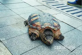 好家伙！江边路上发现大乌龟图片