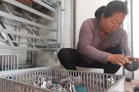 煤矿女职工辞职养鸵鸟：曾被踢伤卧床一周，现在订单不断图片