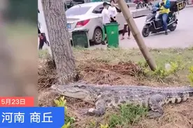 河南街头惊现鳄鱼“散步”，网友直呼离谱，民警：表演用的，没有攻击性图片