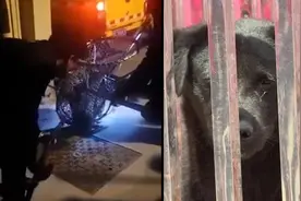 如皋接连咬伤20余人的恶犬被警方捕获，已送至流浪犬留检所视频封面