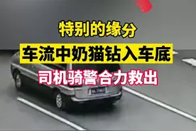车子正在开，一只小猫钻进车底“躲猫猫”图片