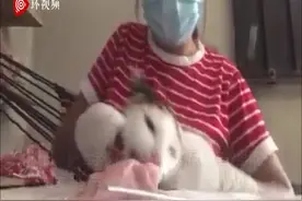 作业被吃系列！护校学生练习缝合时 家里猫咪把模型肉叼走图片