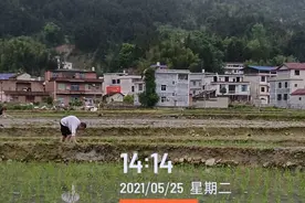 亲身体验一天“扯秧”与“捆秧”，才体会到农民的不易图片