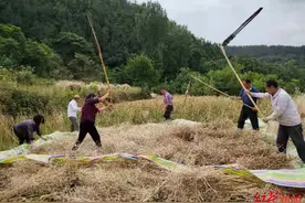 远亲不如近邻！女子外出治病，房东组织邻居们帮忙收割800斤油菜图片