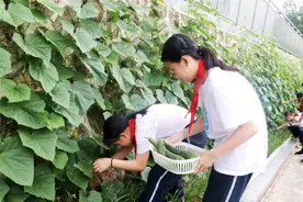 亲力亲为耕种 南宁市月湾路小学孩子们体验到“丰收”的喜悦图片