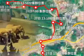 解密象群在云南峨山迁移轨迹图，专家称一路向北系偶然事件视频封面