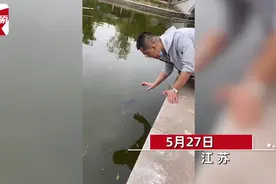 男子徒手水中抓鱼，鱼一动不动等待“被捕”，网友：这鱼吃了影响智商图片