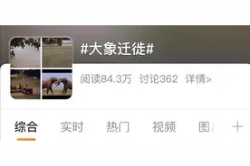 15头野生大象“逛吃团”一路向北，偷吃喝醉还逛马路，眼看就要到昆明了......图片
