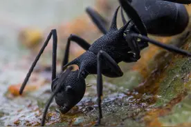 「云南生物多样性数字化百科图谱」节肢动物•阿玛多刺蚁：会“喷毒”很另类，自带重金属朋克风，这样的蚂蚁见过吗？图片