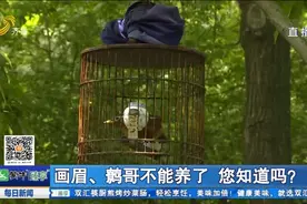 养鸟需谨慎！画眉、鹩哥、云雀这些鸟类以后不能随便养，当心违法视频封面