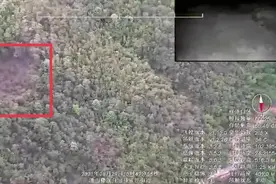 野象北迁三问：为何离家？为何劝返？如何回家？图片