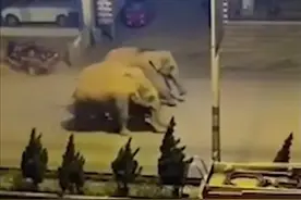 云南野象为何迁徙？专家：大概率是寻找新栖息地，遇到最好躲远图片
