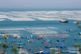 浙江舟山：“贻贝之乡”耕海忙图片