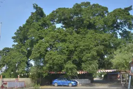 坪山区圆山寺210岁古榕树侧大枝断裂 专家现场“问诊把脉”紧急抢救图片