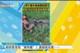 男子骑车掉进稻田，浑身沾满泥巴被误以为是奥特曼，尴尬了！视频封面