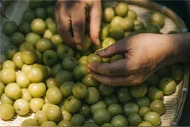潮汕油柑缺货价格飙涨8倍：新茶饮追爆款，从抢资本到抢货源图片