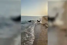 梦幻联动！克里米亚女子带爱犬去海边散步 与海豚玩到一起图片