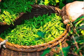 被羌风茶香禅意围绕的小镇，两天一夜精华路线耍安逸！图片