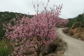 在山中赏樱，听田园牧歌图片