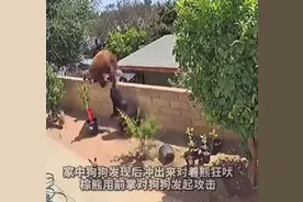 棕熊爬上围栏大战四家犬，美国女子一把将熊推下，网友：爱狗如命图片
