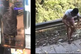 猎奇！主播吃大象“剩饭”引争议图片