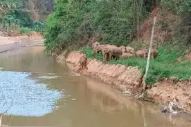 网络主播追着象群跑，还吃大象“剩饭”！网友怒了……图片