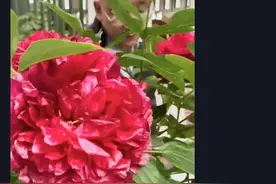 花博会里展出假花？这是真花做的永生花，最贵的价格破万图片