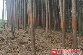 谁下的毒手？桂林2600棵老树惨遭剥皮，树农痛哭不已图片
