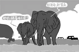 媒体评网络主播“追象”：象群可以“出圈”，围观不能出格图片