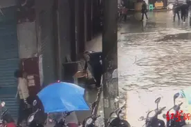“当街打死金毛犬”事件调查：社区寻主人未果按流浪狗处理 被咬伤者称已妥善解决图片