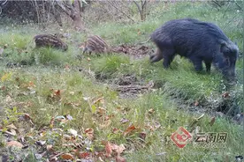 红外相机拍到高黎贡山3只小野猪跟着猪妈妈觅食场景图片