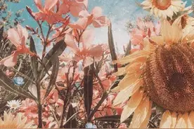 你要去相信，时光且长，你终将长成自己想要的模样，拥抱独属于你的未来图片