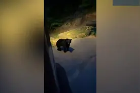 美国一名度假者友好地跟黑熊打招呼 熊却吼叫着冲向他图片