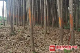 桂林2600颗杉树遭人恶意剥皮，树农痛哭不已图片