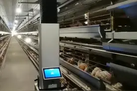 全球首个商用蛋鸡养殖机器人在福清首发运行图片