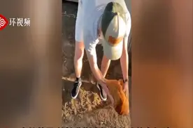 笑惨了！美国一男子展现哄鸡睡觉绝技：几秒入睡图片