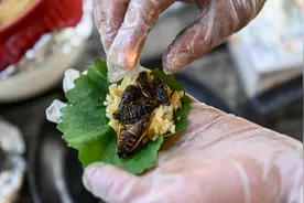 美国人花式烹饪“17年蝉”，FDA提醒：海鲜过敏者勿食图片